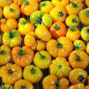 Yellow & Orange Big Tomato Seeds