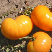 Yellow & Orange Big Tomato Seeds