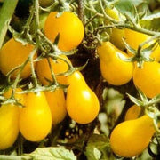 Yellow Pear Organic Tomato Seeds