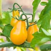 Yellow Pear Organic Tomato Seeds