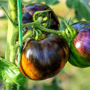 Yellow and Black Tomato Seeds