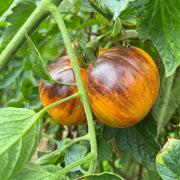 Yellow and Black Tomato Seeds