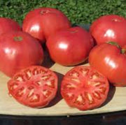Zac Tomato Seeds