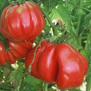 Zapotec Tomato Seeds