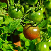 Black Green Tomato Seeds