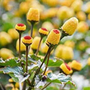 Eyeball Toothache Seeds, Herbal