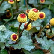 Eyeball Toothache Seeds, Herbal