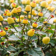 Eyeball Toothache Seeds, Herbal