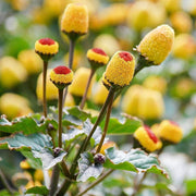 Yellow Toothache Seeds