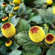 Yellow Toothache Seeds