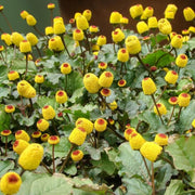 Yellow Toothache Seeds