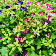 Displa Torenia Seeds