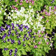 Displa Torenia Seeds