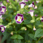Fournieri Torenia Seeds