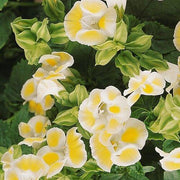 Kauai Torenia Seeds