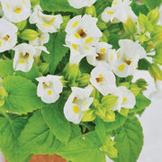 Kauai Torenia Seeds
