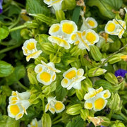 Lemon Drop Torenia Seeds