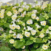 Lemon Drop Torenia Seeds