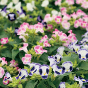Mixed Torenia Seeds