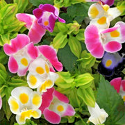Mixed Torenia Seeds