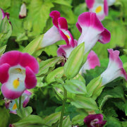Pink Torenia Seeds