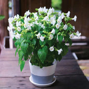 Torenia Seeds - All In One For Home Gardens