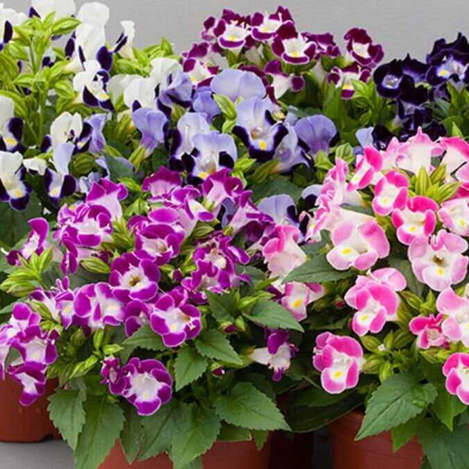 Displa Torenia Seeds