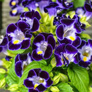 Deep Blue Torenia Seeds