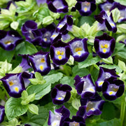 Deep Blue Torenia Seeds