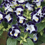 Deep Blue Torenia Seeds