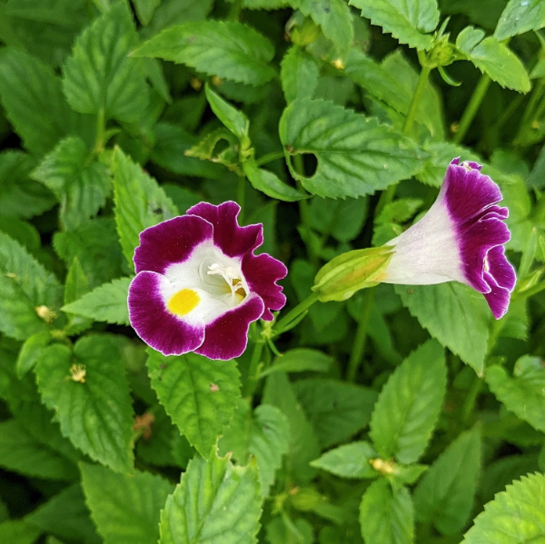 Fournieri Torenia Seeds
