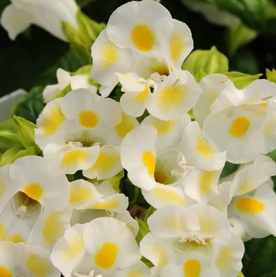Kauai Torenia Seeds
