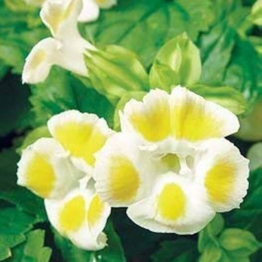 Lemon Drop Torenia Seeds