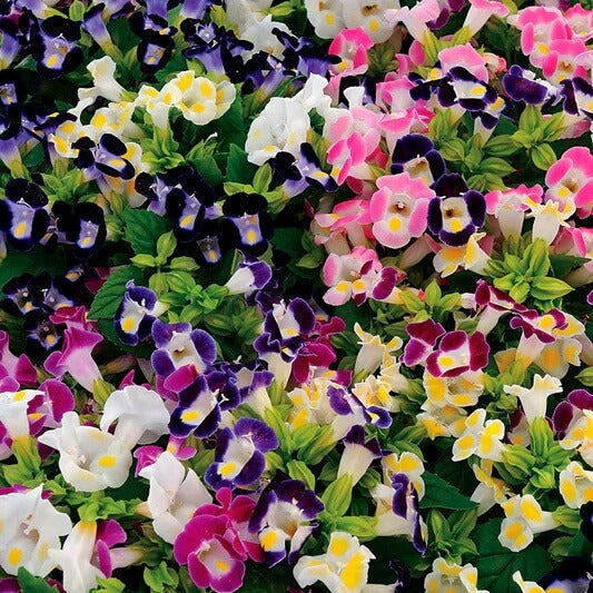 Mixed Torenia Seeds