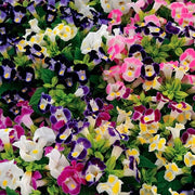 Mixed Torenia Seeds