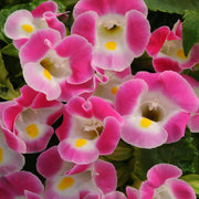 Pink Torenia Seeds