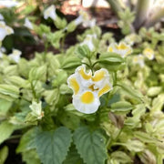 Lemon Drop Torenia Seeds