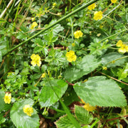 Tormentil Seeds - For Home Gardens Seeds