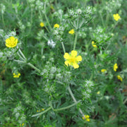 Tormentil Seeds - For Home Gardens Seeds