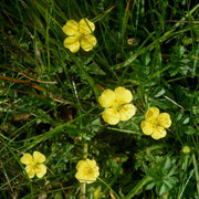 Tormentil Seeds - For Home Gardens Seeds