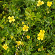 Tormentil Seeds - For Home Gardens Seeds