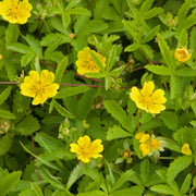 Tormentil Seeds - For Home Gardens Seeds