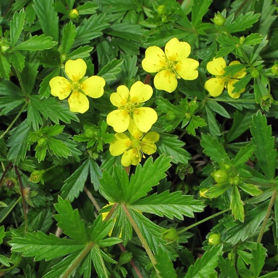 Tormentil Seeds - For Home Gardens Seeds
