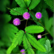 Wildflower Mix Mimosa Pudica Seeds