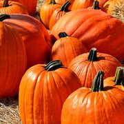 Touch of Autumn Pumpkin Seeds