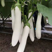 White Long Eggplant Seeds