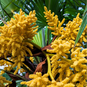 Windmill Palm Trachycarpus Fortunei Seeds
