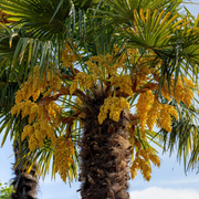 Windmill Palm Trachycarpus Fortunei Seeds