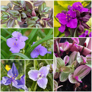 Tradescantia Spiderwort Seeds - All In One For Home Gardens