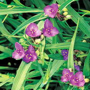 Tradescantia Spiderwort Seeds - Flower Plant